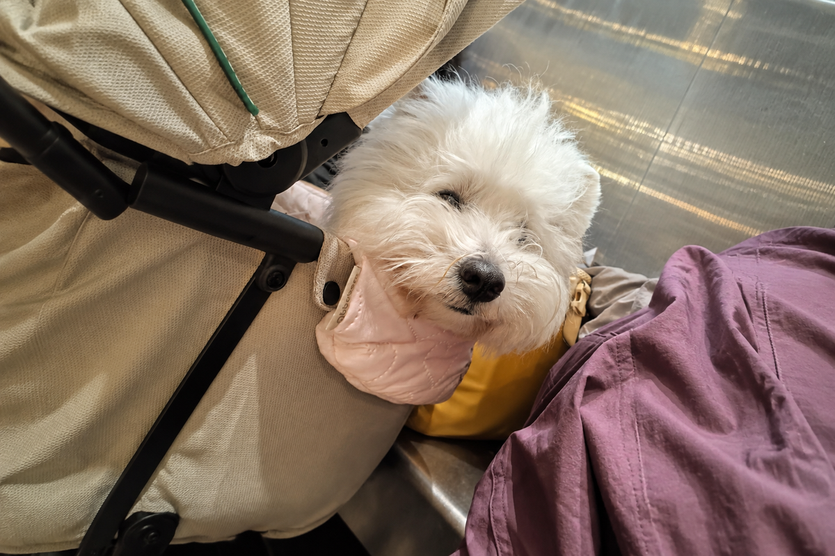 A white dog resting its face on the pink padded guard