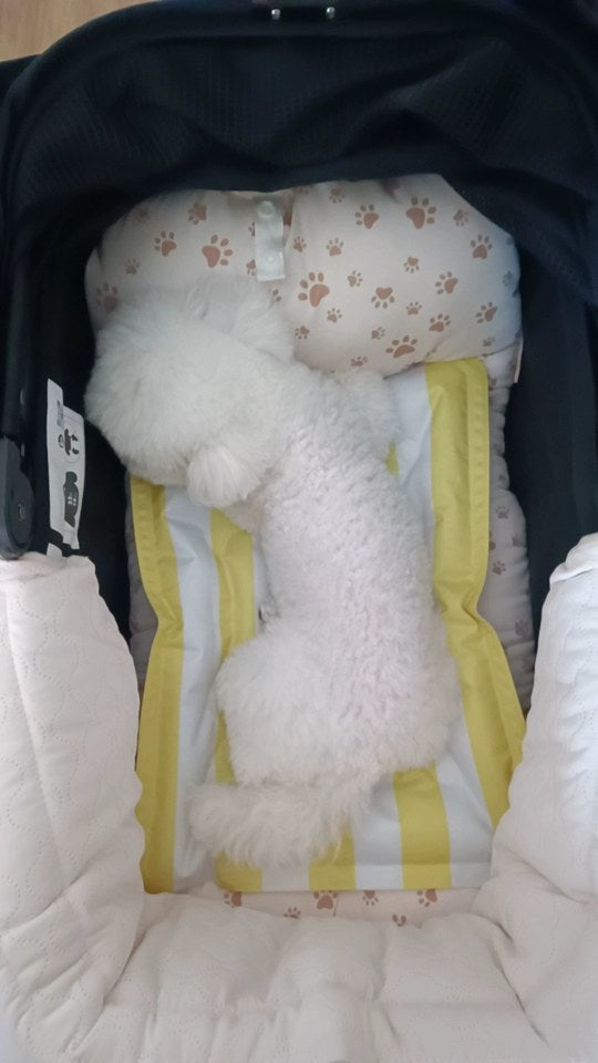 Customer photo 10: Uppapets guard and cushioned base in a stroller