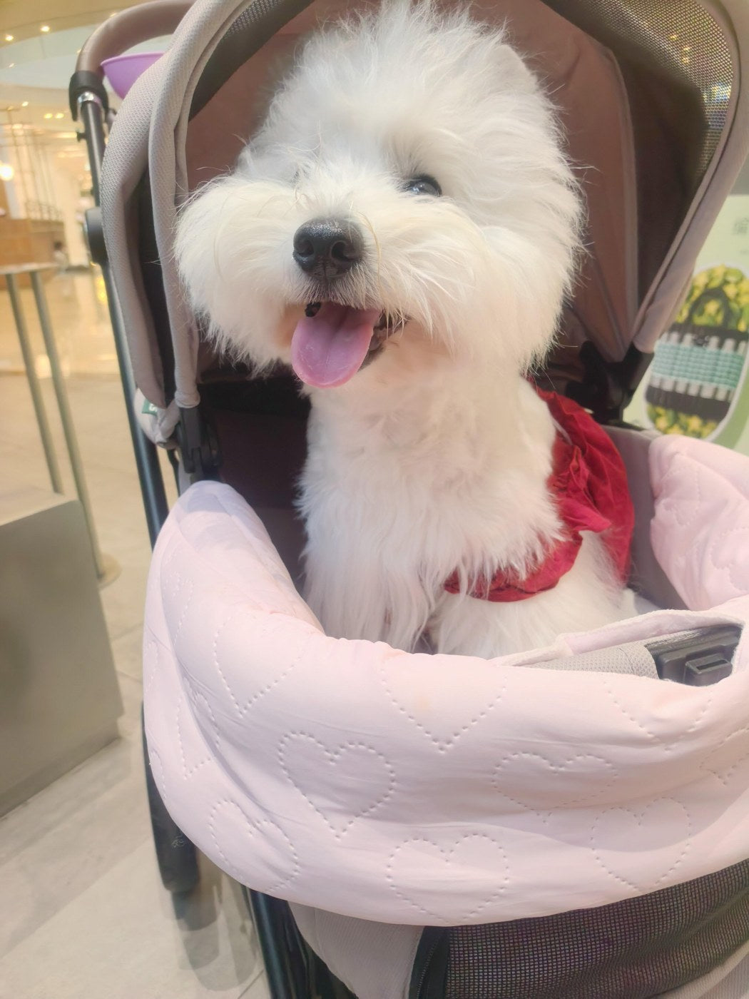 Customer photo 3: Uppapets guard and cushioned base in a stroller
