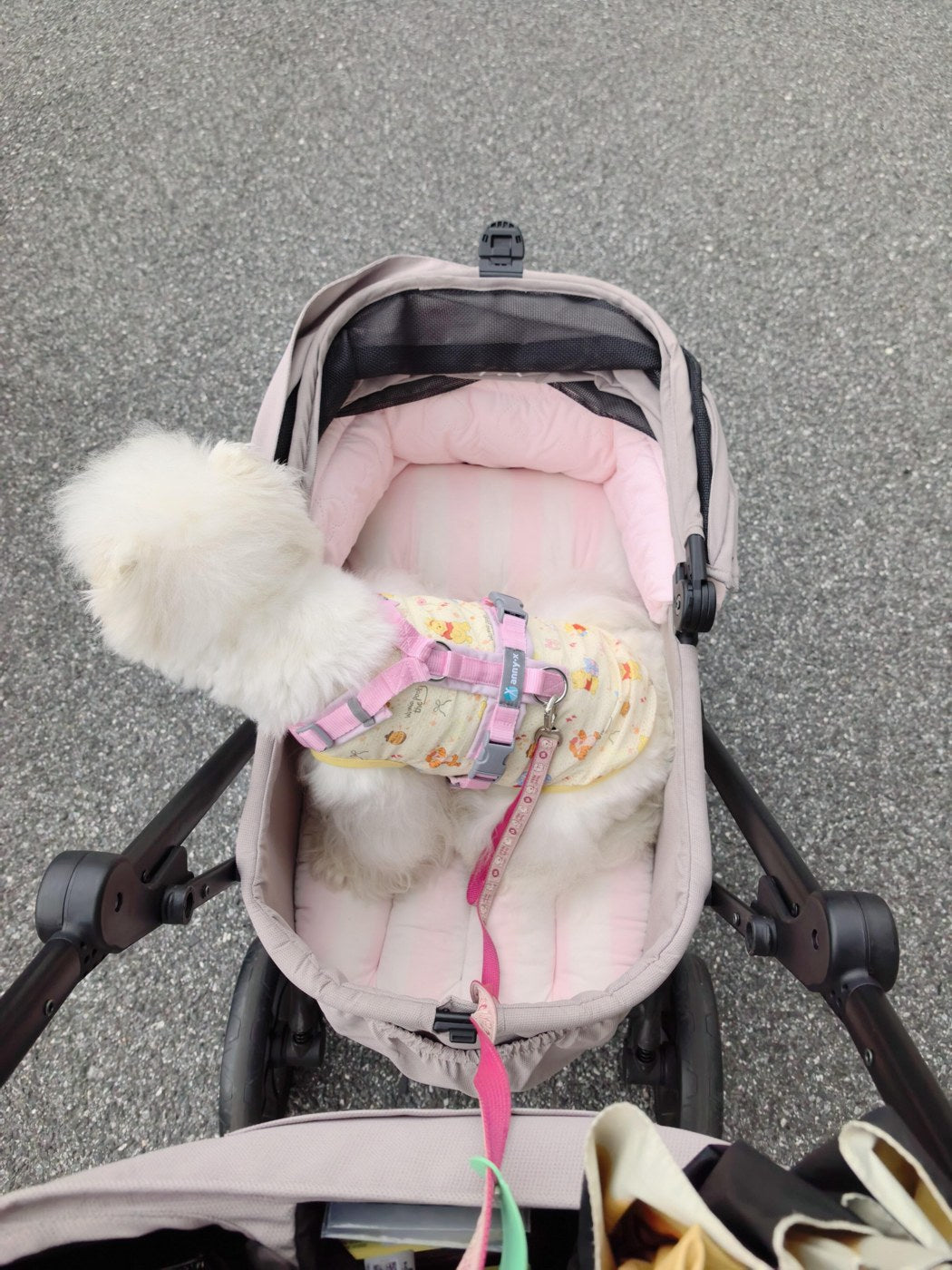 Customer photo 7: Uppapets guard and cushioned base in a stroller