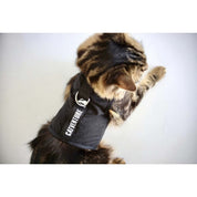 Top view of cat in black catventure cat harness