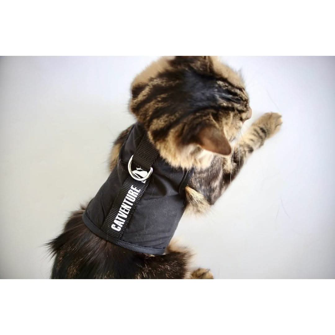 Top view of cat in black catventure cat harness